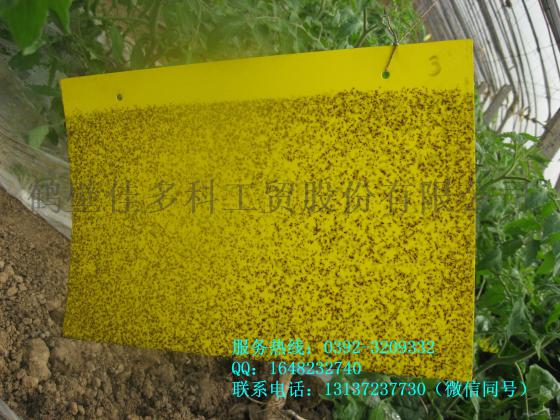 佳多农业优质黄色粘虫板24*12，蚜虫白粉虱专用粘虫板